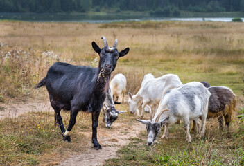 A group of pretty goats graze in the meadow near the river in summer.
