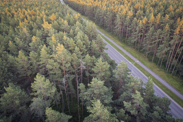 Aerial view from drone of concrete road leading through autumn forests and groves in yellow green colors. Dense forest in golden time and empty highway in fall season. Roadway among colorful treetops