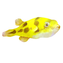 淡水フグ、アベニーパファーの水彩風イラスト © nagamushi studio