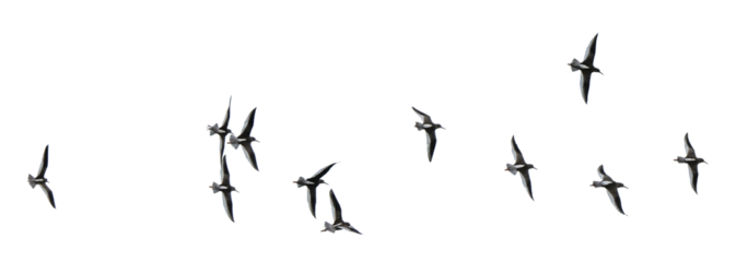 Flock of gulls, png stock photo file cut out and isolated on a transparent background