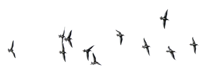 Selbstklebende Fototapeten Flock of gulls, png stock photo file cut out and isolated on a transparent background © Tony Baggett