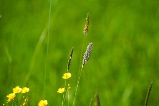 Closeup shot of meadow foxtail (Alopecurus pratensis) plants
