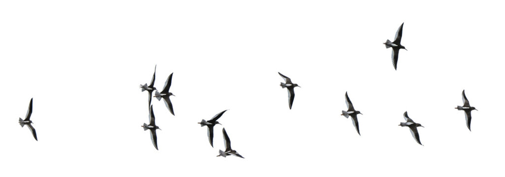Flock of gulls, png stock photo file cut out and isolated on a transparent background