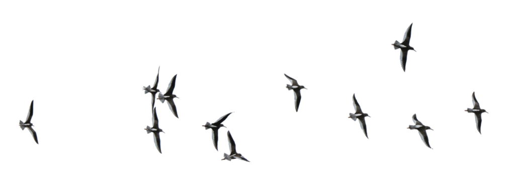 Flock of gulls, png stock photo file cut out and isolated on a transparent background