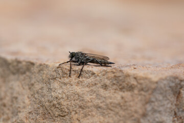 Brown heath Robberfly Machimus cingulatus