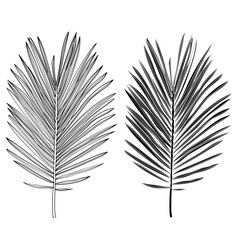 Palm leaves, black and white with drawing line art illustration. Isolated on white backdrop.