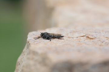 Brown heath Robberfly Machimus cingulatus