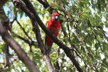 crimson rosella in australia