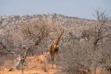 giraffe in African bushes