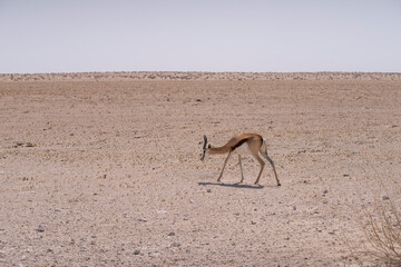 lonely springbok antelope