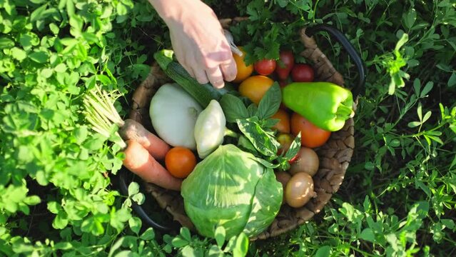 Top view of basket with many different vegetables and woman hands
