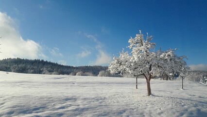 zimowy krajobraz, panorama z lasem, drzewa pokryte śniegiem, świeże powietrze, tło lasu, błękitne niebo, zaśnieżona łąka, zima w Polsce - obrazy, fototapety, plakaty