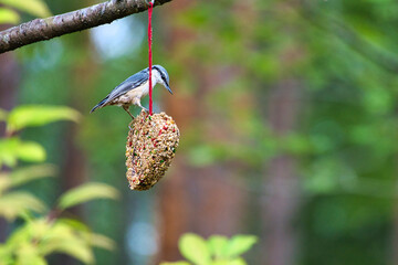 Nuthatch, observed at a feeder heart feeding in the forest. Small gray white bird