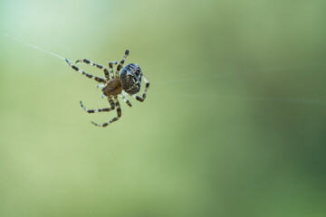 Cross spider crawling on a spider thread. Halloween fright. Blurred background.