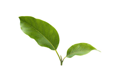 Branch of avocado tree isolated on white background.  Full Depth of field. Focus stacking