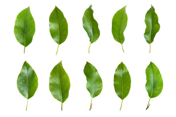 Set of avocado tree leaf isolated on white background.  Full Depth of field. Focus stacking - obrazy, fototapety, plakaty