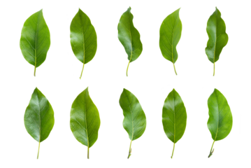Set of avocado tree leaf isolated on white background.  Full Depth of field. Focus stacking