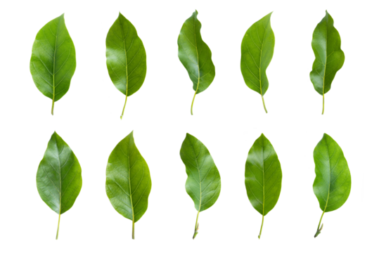 Set of avocado tree leaf isolated on white background.  Full Depth of field. Focus stacking