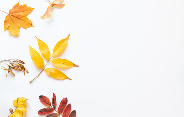 Colorful Autumn fall leaves frame on the white background. Copy space