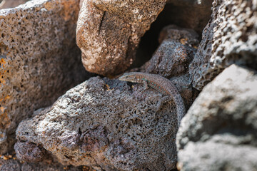 canary lizard camouflaged among rocks