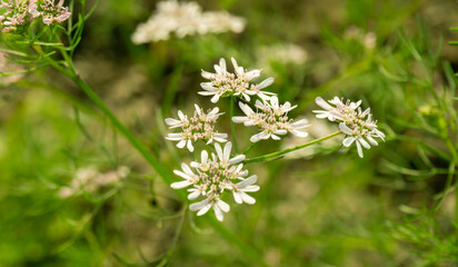 Black cumin field. White black cumin flowers in green field. Also known as black caraway, black cumin, nigella, black jeera and kalonji.