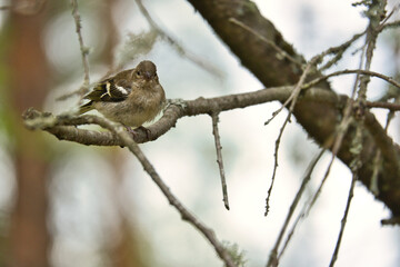 Chaffinch young on a branch in the forest. Brown, gray, green plumage. Songbird