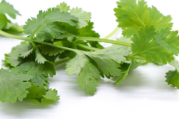 coriander sprouts isolated on white background