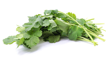 coriander sprouts isolated on white background
