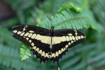 butterfly on leaf