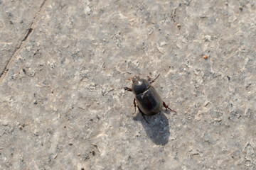 Close-up of a small black beetle crawling on concrete. The May beetle is black against the background of the earth.