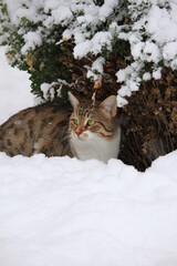cat in snow under bush