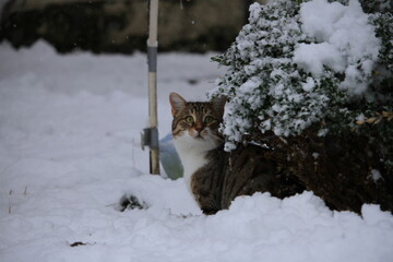 cat on the snow