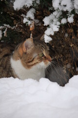 cat in snow