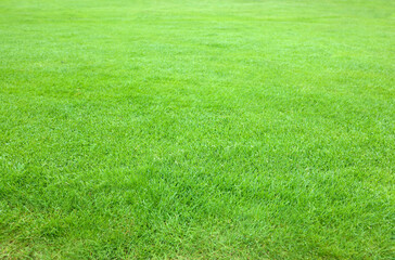 Beautiful freshly cut green lawn as background