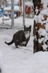 grey cat outdoors while snowing