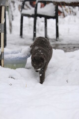 grey cat outdoors while snowing