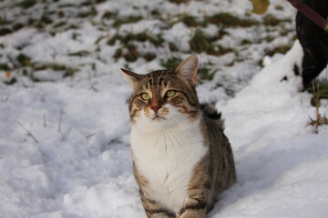 cat in snow