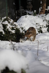 two cats in snow