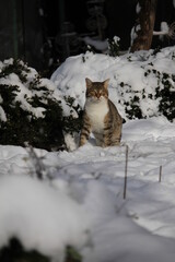 cats in snow