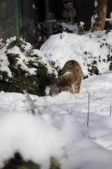 cats in snow