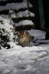 cat on snow