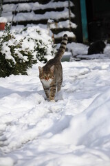 cat in snow