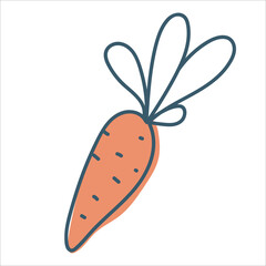 Carrot in doodle style. Ripe root crop. Autumn vegetables. Vector graphics isolated on white background.