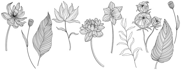 Illustration of abstact flowers. Line png art.
