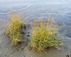 Andelgras, Puccinellia maritima, im Watt am Tossenser Deich bei Niedrigwasser © ingwio