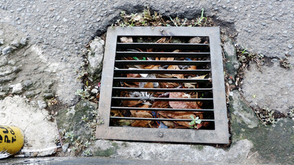 drain cover clogged with dry leaves