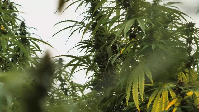 Closeup shot of green cannabis plants growing on a hemp field