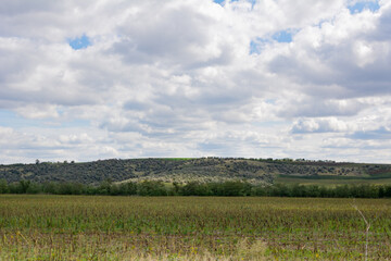 Obraz premium Hill landscape. Green hills, field and forest against a beautiful cloudy blue sky. Landscapes of Moldova