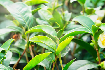 Obraz premium Beautiful green tea crop garden rows scene, design concept for the fresh tea product.