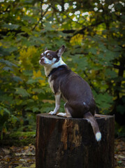 A little dog in the autumn forest